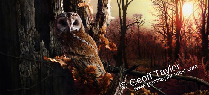 Dawnwatch - Tawny Owl