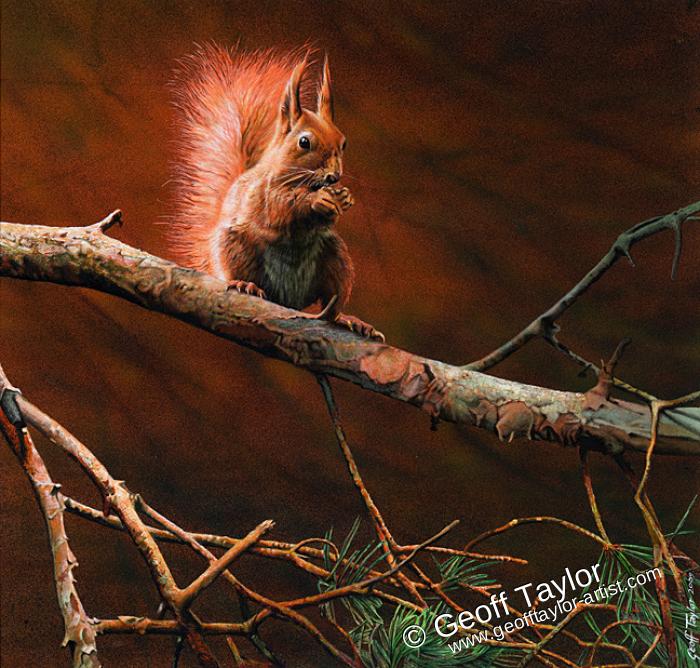 Little Guzzler - Red Squirrel