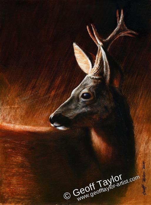 Roe Deer Buck - Sketch