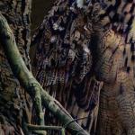 Detail Image - feathers - art by Geoff Taylor