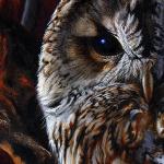 Detail Image - tawny owl - art by Geoff Taylor
