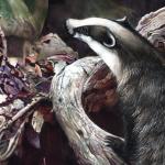 Detail Image of Badgers painting by Geoff Taylor - art by Geoff Taylor