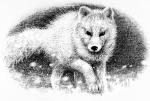Arctic Fox - art by Geoff Taylor