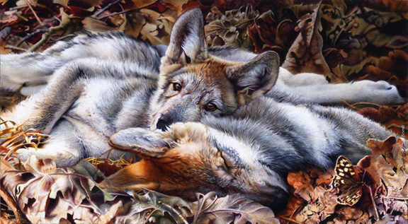 Siesta - wolf cubs resting