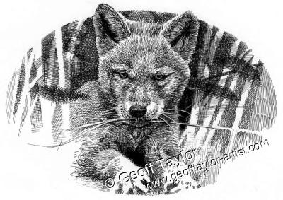 wolfbane wolf brother 9