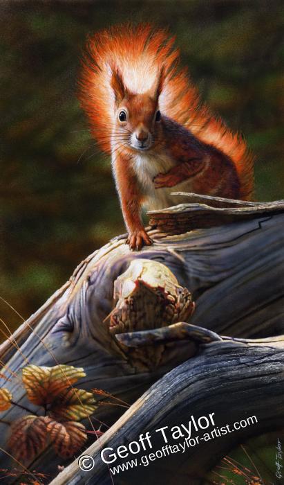 Red Squirrel (1)