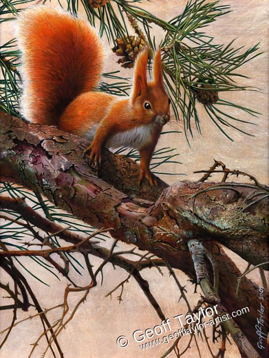 Red Squirrel (2)