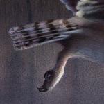 Detail Image - Barn Owl's feet - art by Geoff Taylor