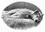 Wolf Bane (09) - art by Geoff Taylor