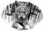 Wolf Cub Chewing Grass, from Wolf Brother by Michelle Paver - art by Geoff Taylor