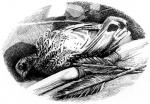 Dead Willow Grouse, from Wolf Brother by Michelle Paver - art by Geoff Taylor